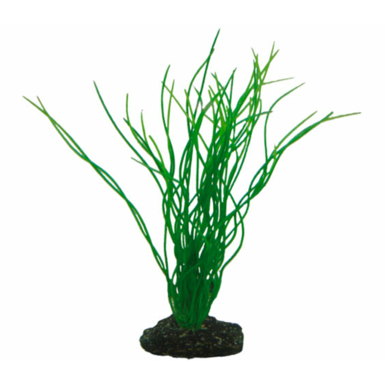 Hobby Sagittaria 20 cm