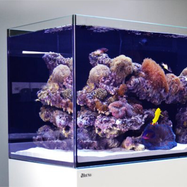 Red Sea Reefer 900 G2+ schwarz