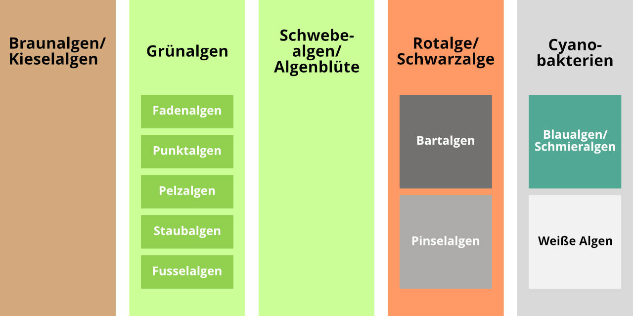 Die häufigsten Algenarten im Aquarium