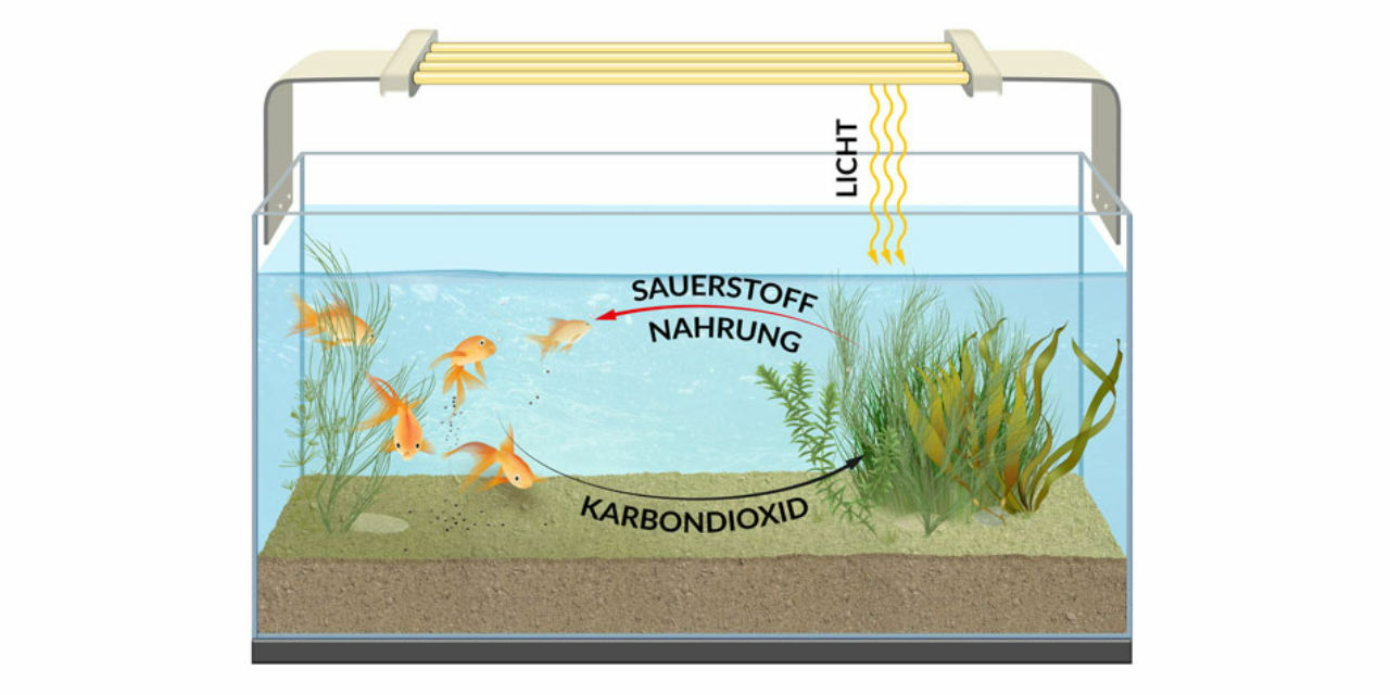 CO2 Kreislauf Aquarium