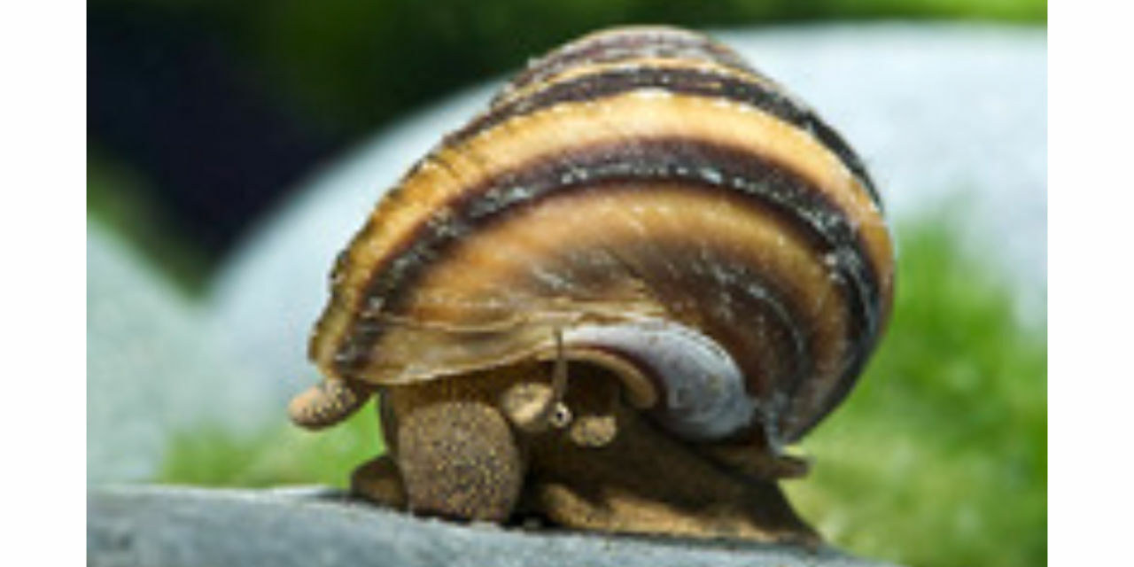 Posthornschnecke