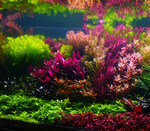 Bild von CO2-Anlage Aquarium: wann sinnvoll? 🐟 Infos & Prof