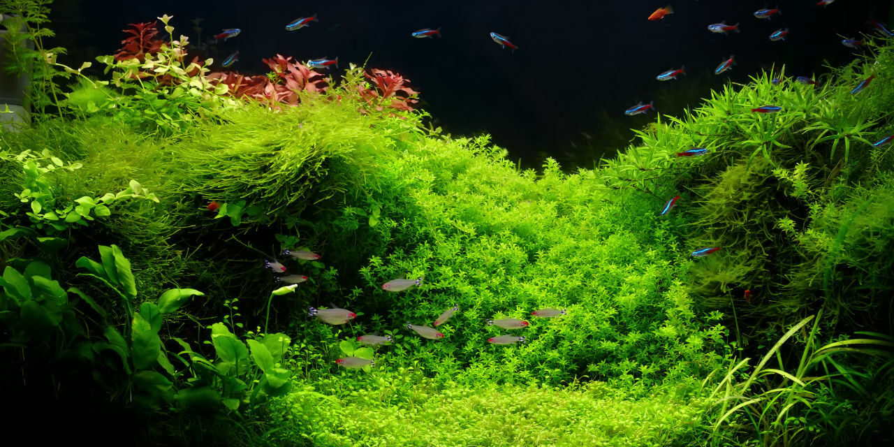 Aquarium mir CO2