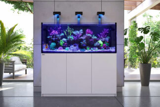 Meerwasser Aquarium