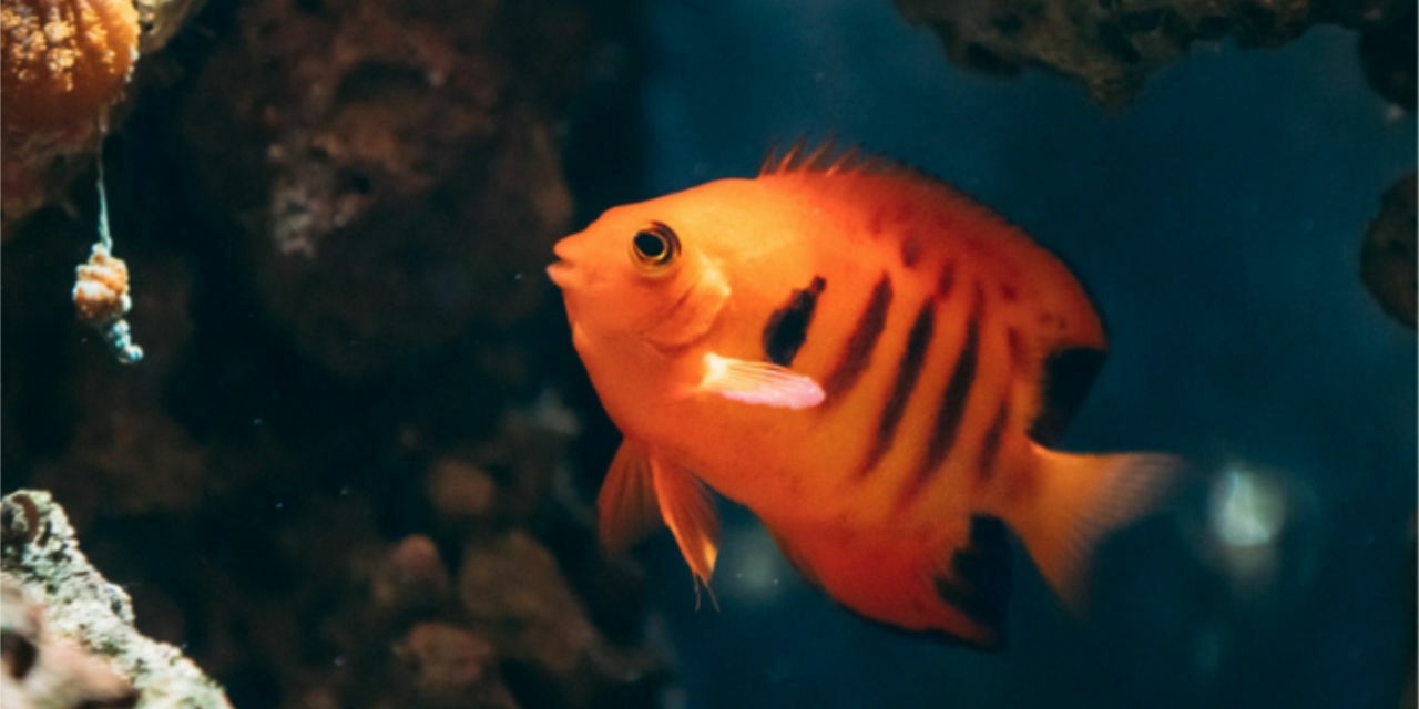 Zwergkaiser im Meerwasseraquarium